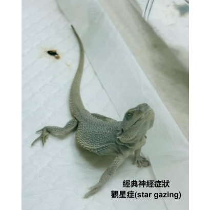 鬆獅蜥潛伏的殺手－腺病毒（Atadenovirus）