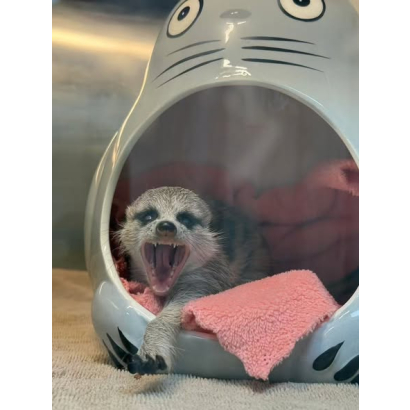 緊急任務：狐獴吸不到氣