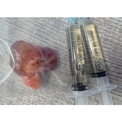 秘境拆彈小組-天竺鼠救援