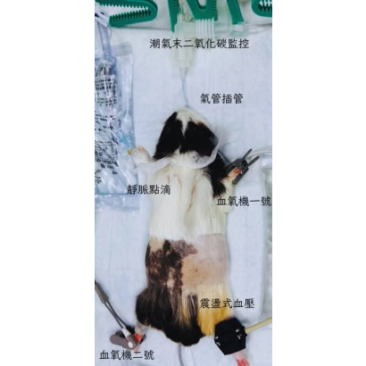 秘境用心，家長安心，天竺鼠手術專題