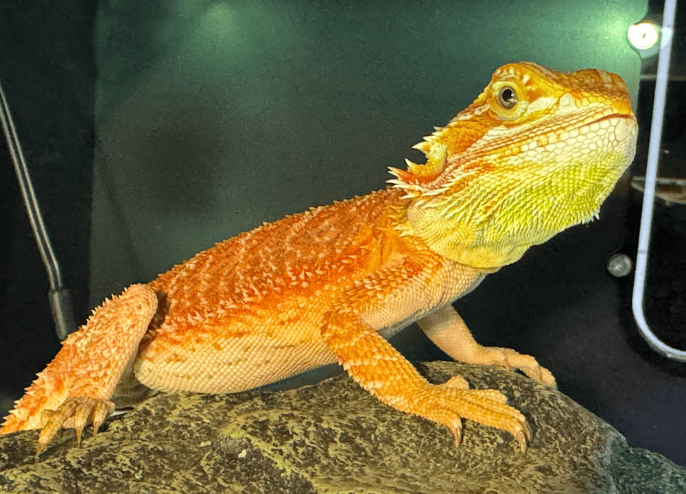 秘境野生動物專科醫院專業醫療環境