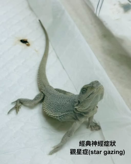 鬆獅蜥腺病毒治療與神經症狀控制
