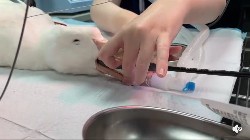 竹北特寵醫院鳥類醫療與特寵內視鏡