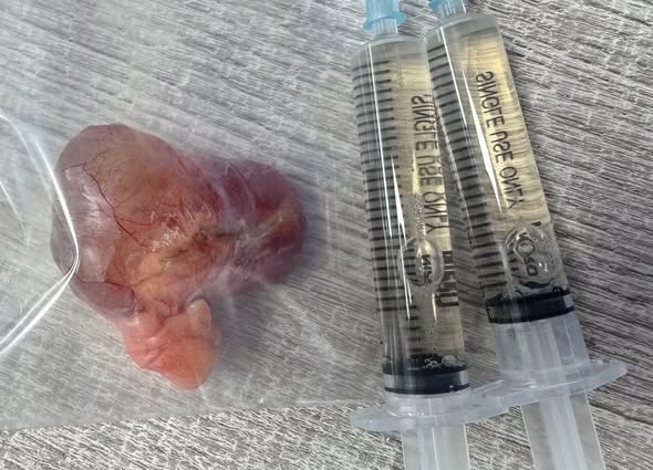 天竺鼠濾泡囊腫影像學檢查