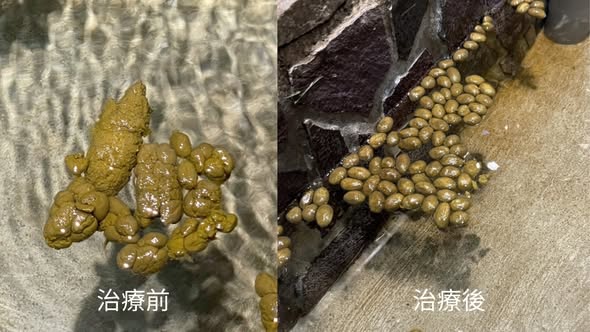 竹北特寵醫院水豚出診