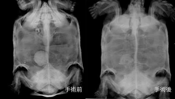 蘇卡達陸龜膀胱結石 X 光檢查