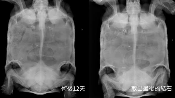 特寵內視鏡經泄殖腔擊碎烏龜結石