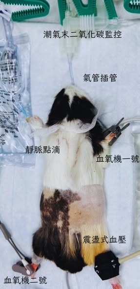 天竺鼠特寵內視鏡插管與麻醉安全
