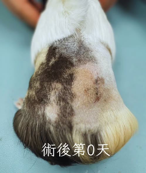 母天竺鼠背開結紮術後傷口照顧